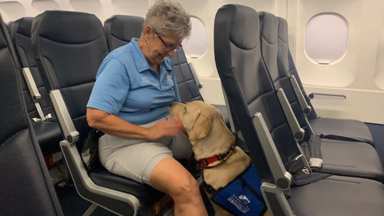 Person seated on airplane with service dog.