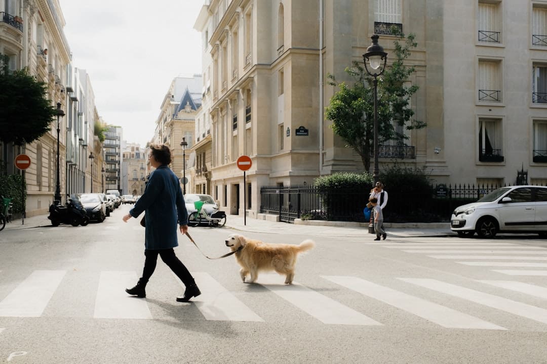 workplace laws — a woman walking a dog across a street