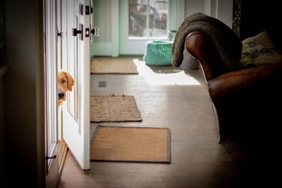 pennsylvania support animal — 7 Essential Pennsylvania Support Animal Housing Laws Every Tenant Must Know in 2026