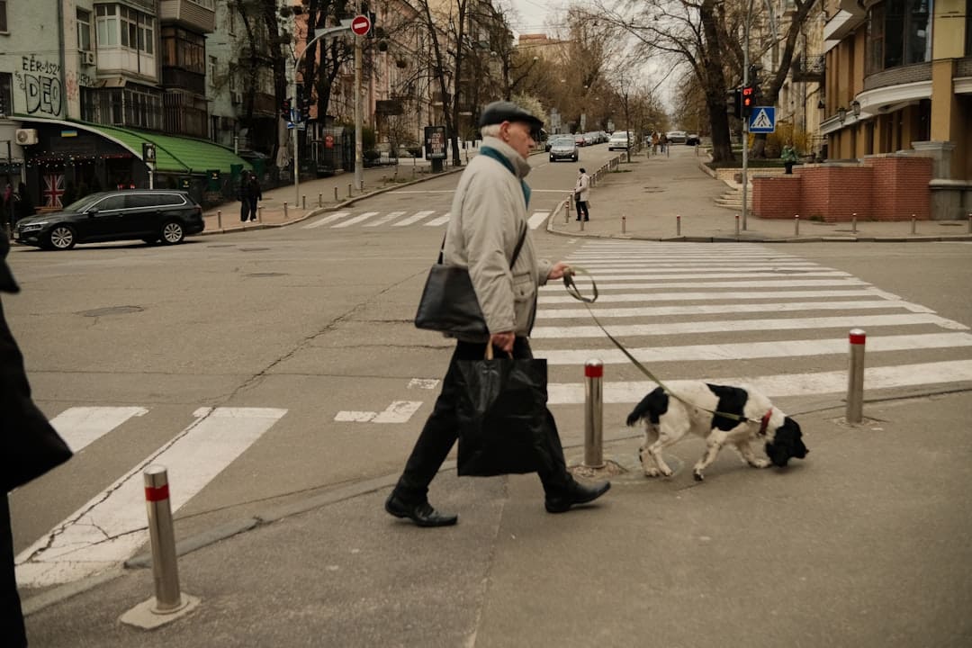 emotional support animals workplace — Man walks a dog across a city crosswalk.