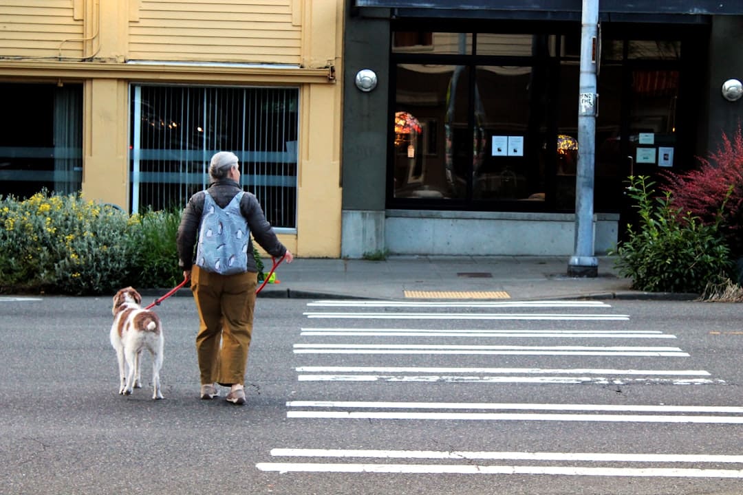service dogs training. A person walking a dog on a leash