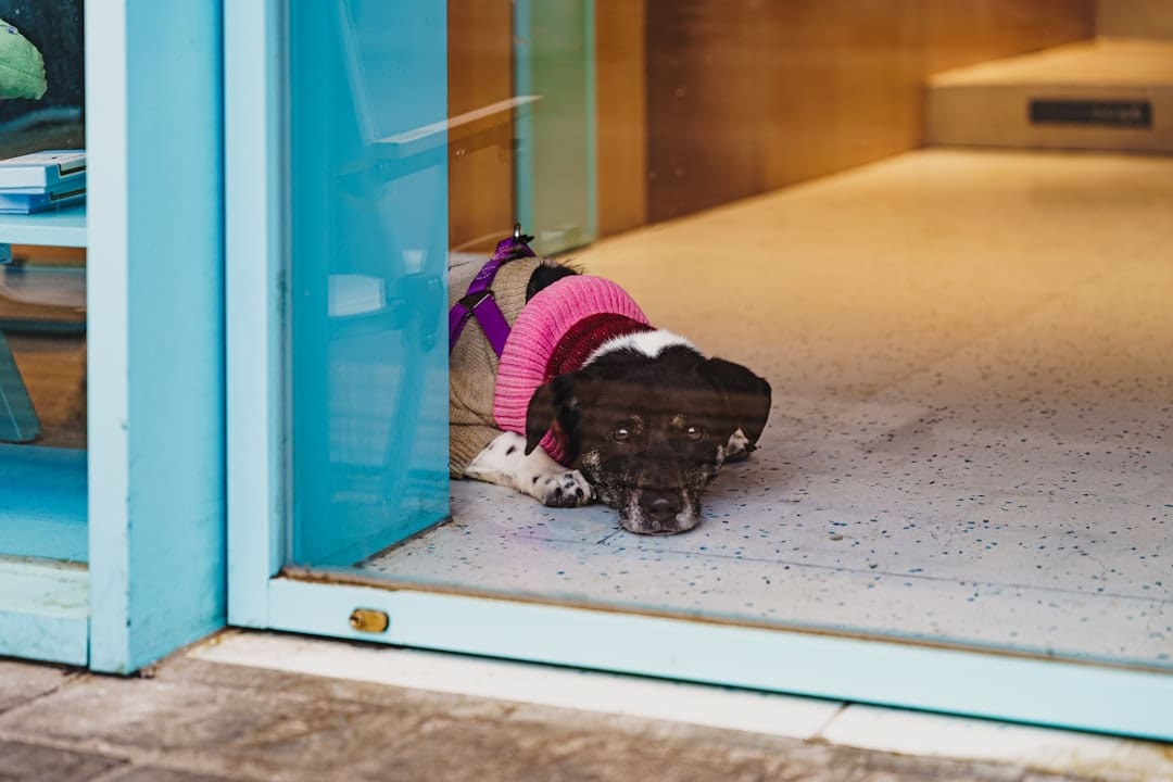 michigan support animal. A small dog wearing a pink sweater lies down.