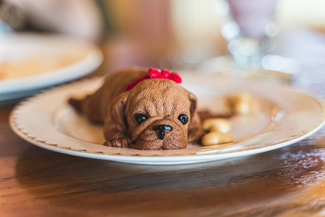 state service dog laws — short-coat brown puppy design food