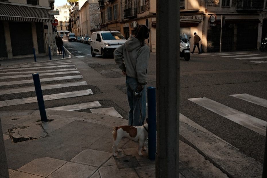 state service dog laws — Service Dog Public Access Laws: How State Protections Go Beyond the ADA