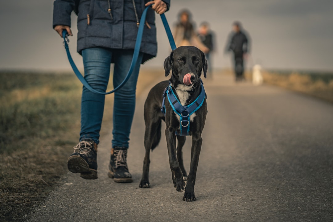 service dog fraud — black short coated dog with blue collar