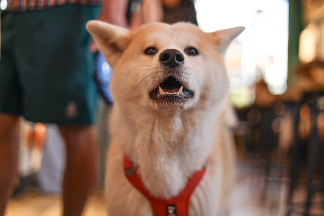 service dog fraud — A small dog wearing a red harness on a leash