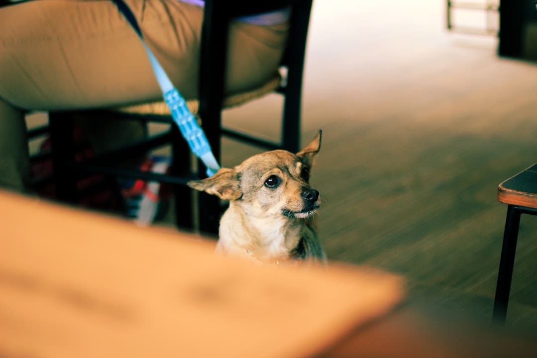 service dogs in training — a dog sitting on a couch