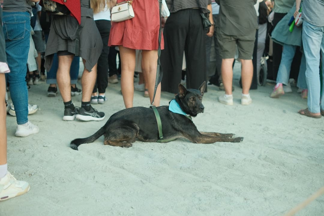 service dogs in training — A black dog lies on the ground surrounded by people.