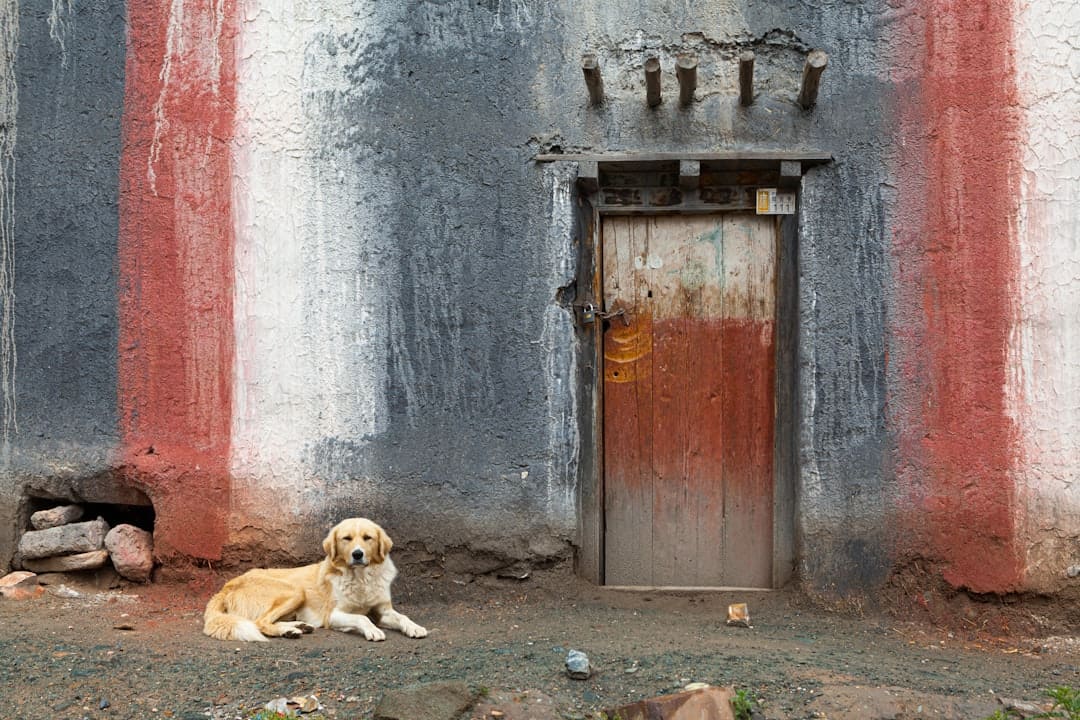 Washington State support animal — 2 brown short coated dogs lying on gray concrete floor